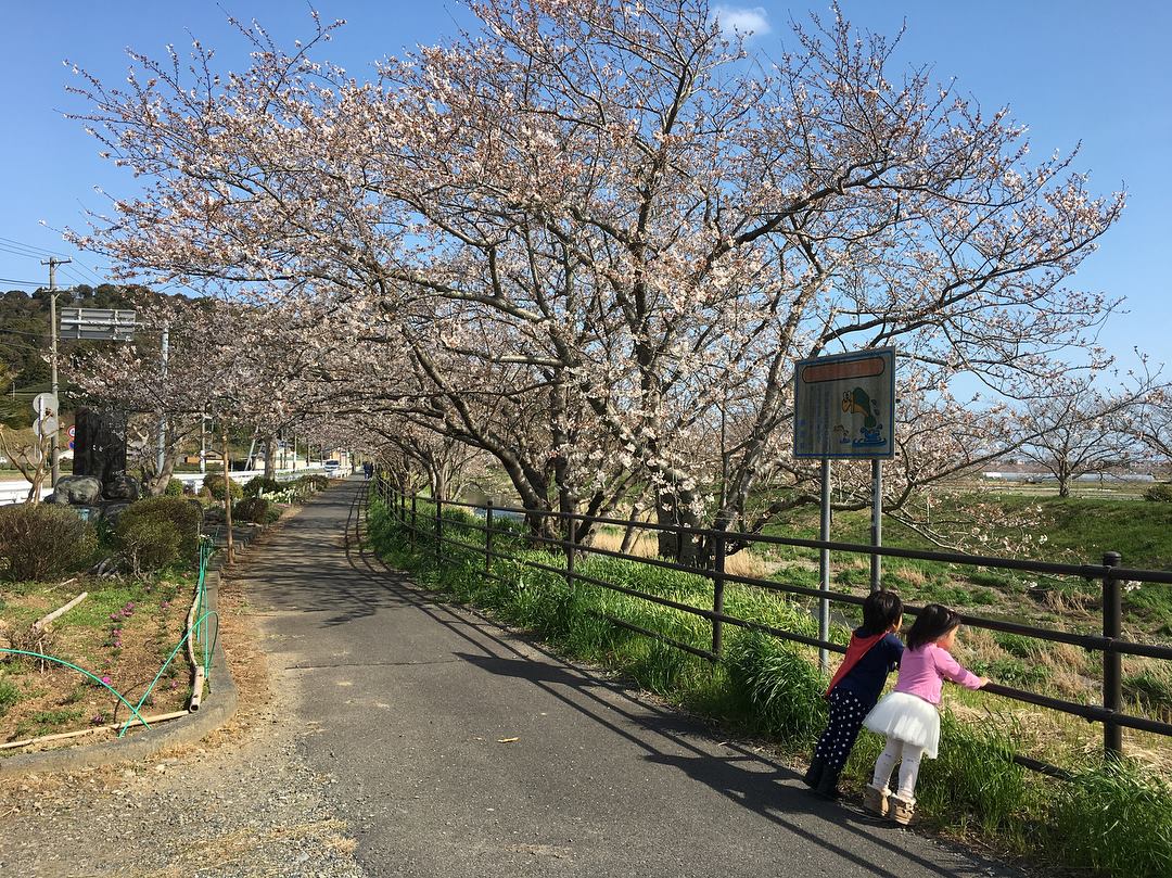 市内の桜スポットの紹介です