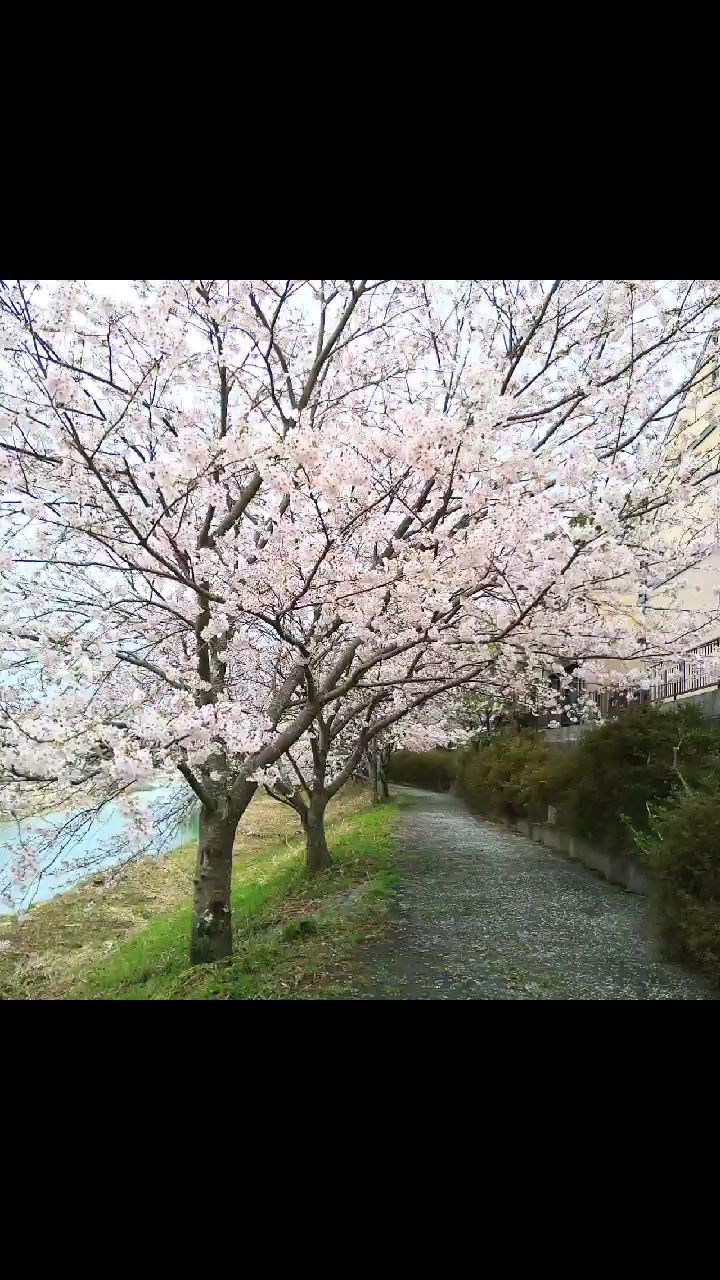 ☆まさに満開！勝間田川の桜並木