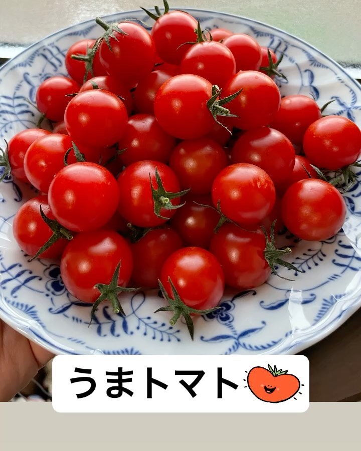 ☆美味しいうまトマト&プチリー情報