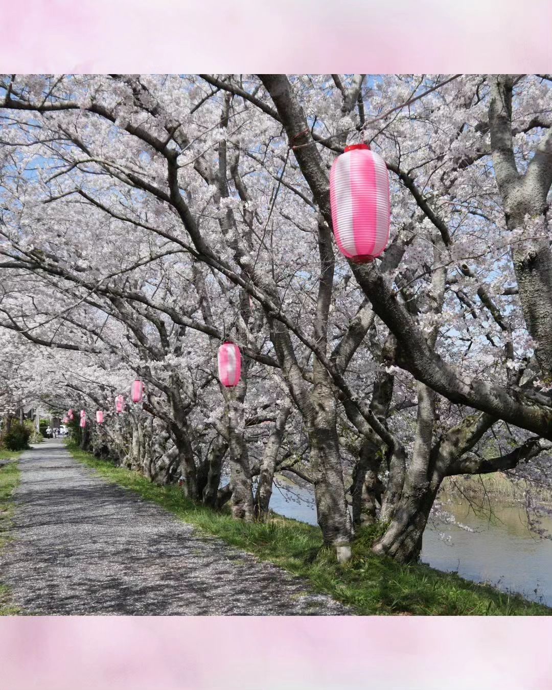 ☆勝間田川沿いの桜が満開